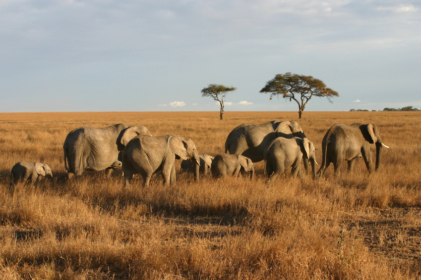 Elefanten-Wanderung